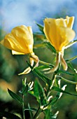 OENOTHERA BIENNIS, EVENING PRIMROSE