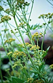 LEVISTICUM OFFICINALE, LOVAGE