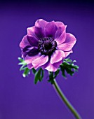 ANEMONE CORONARIA LORD LIEUTENANT, ANEMONE