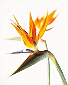 STRELITZIA, BIRD OF PARADISE