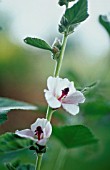 ALTHAEA OFFICINALIS, MARSH MALLOW