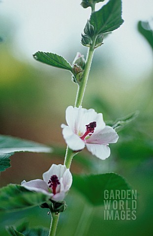 ALTHAEA_OFFICINALIS_MARSH_MALLOW