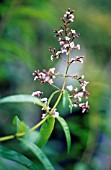 ALOYSIA TRIPHYLLA, LEMON VERBENA