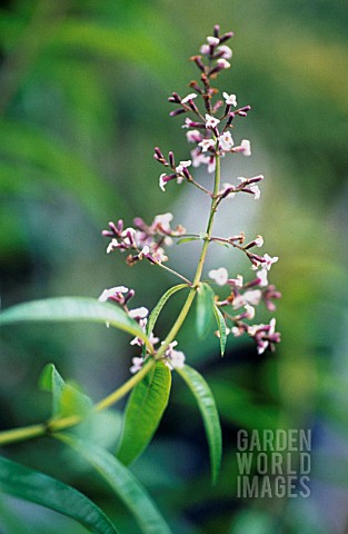 ALOYSIA_TRIPHYLLA_LEMON_VERBENA