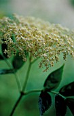 SAMBUCUS NIGRA, ELDER