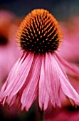 ECHINACEA PURPUREA, ECHINACEA, PURPLE CONEFLOWER