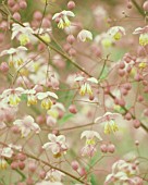 THALICTRUM DELAVAYI, MEADOW RUE