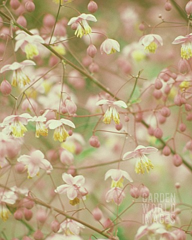 THALICTRUM_DELAVAYI_MEADOW_RUE