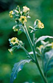 NICOTIANA RUSTICA, TOBACCO PLANT