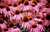 ECHINACEA PURPUREA, ECHINACEA, PURPLE CONEFLOWER