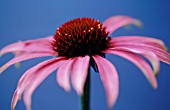 ECHINACEA PURPUREA, ECHINACEA, PURPLE CONEFLOWER