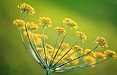 FOENICULUM VULGARE, FENNEL