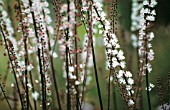 CIMICIFUGA SIMPLEX BRUNETTE, BUGBANE, COHOSH