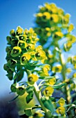 EUPHORBIA CHARACIAS, EUPHORBIA, SPURGE