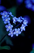 MYOSOTIS, FORGET-ME-NOT