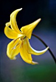 ERYTHRONIUM PAGODA