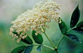 SAMBUCUS NIGRA, ELDER