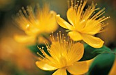 HYPERICUM, HYPERICUM