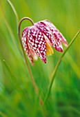 FRITILLARIA MELEAGRIS