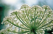 ANETHUM GRAVEOLENS ALBA, DILL