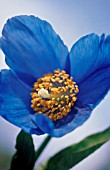 MECONOPSIS GRANDIS, HIMALAYAN BLUE POPPY