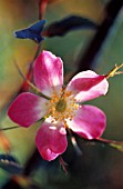 ROSA GLAUCA, ROSE