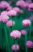 ALLIUM SCHOENOPRASUM, CHIVE