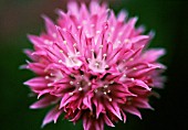 ALLIUM SCHOENOPRASUM, CHIVE