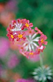 PRIMULA PULVERULENTA BARTLEY, PRIMULA, PRIMROSE - CANDELABRA PRIMROSE