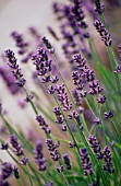 LAVANDULA AUGUSTIFOLIA, LAVENDER