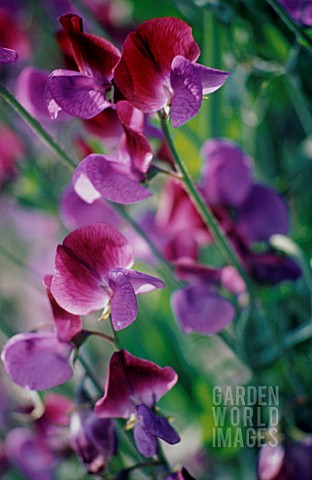 LATHYRUS_ODORATUS_SWEET_PEA