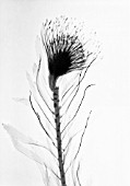 LEUCOSPERMUM, PINCUSHION