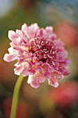 SCABIOSA ‘SUMMER SUNDAE’, SCABIOUS