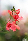 DIASCIA ‘ROSE QUEEN’, DIASCIA