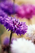 CENTAUREA CYANUS ‘POLKA DOT’, CORNFLOWER