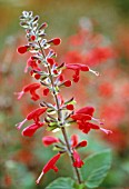 SALVIA COCCINEA LADY IN RED, SAGE - SCARLET SAGE