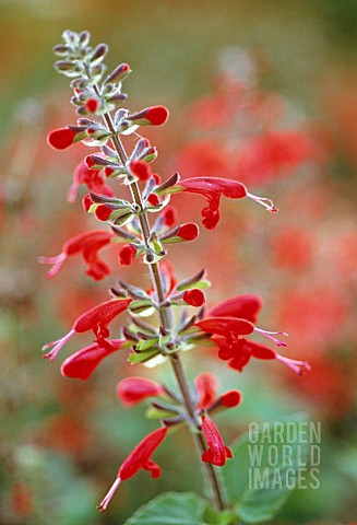 SALVIA_COCCINEA_LADY_IN_RED_SAGE__SCARLET_SAGE