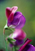 LATHYRUS ODORATUS ‘MATUCANA’, SWEET PEA