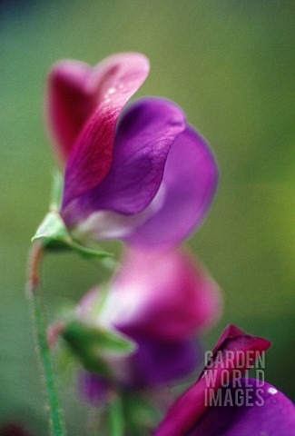 LATHYRUS_ODORATUS_MATUCANA_SWEET_PEA