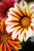 GAZANIA ‘TIGER STRIPES’, GAZANIA, TREASURE FLOWER