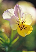 VIOLA HYBRIDA ‘LOLITA LEMON BLUE’, VIOLA