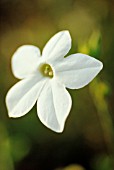 NICOTIANA ‘FRAGRANT CLOUD’, TOBACCO PLANT