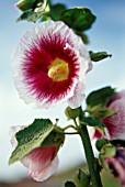 ALCEA ‘CREME DE CASIS’, HOLLYHOCK