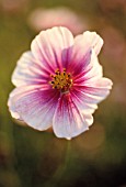 COSMOS BIPINNATUS ‘DAYDREAM’, COSMOS