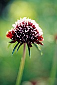 SCABIOSA ATROPURPUREA ‘CHILE BLACK’, SCABIOUS