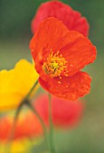 PAPAVER CROCEUM ‘HAZY DAYS’, POPPY - ICELANDIC POPPY