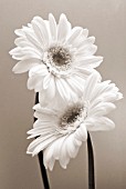 GERBERA, GERBERA