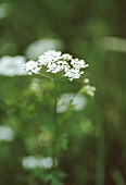 CONIUM MACULATUM, HEMLOCK