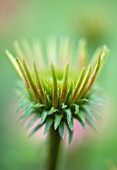 ECHINACEA, ECHINACEA, PURPLE CONEFLOWER