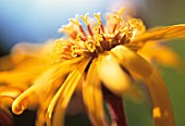 LIGULARIA DENDATA DESDEMONA, GOLDEN GROUNDSEL